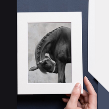 Load image into Gallery viewer, Gift Box "Horse Collection"
