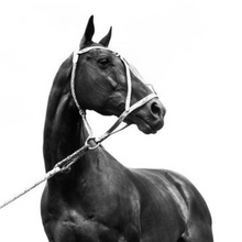 Load image into Gallery viewer, Coffee Table Book "Polo &amp; Horses"
